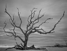 Standing Tall by James Bailey