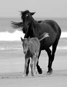 Mustang Mare and Foal in Surf by Rick Menapace