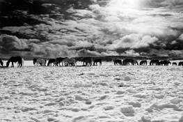 Wild Mustangs by Virgil DiBiase