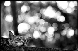 Born to Stray 05 by Wu Yi-Ping