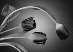 Tulips by Annette Skewes