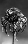 Flower With Frost by Barbara Hazen