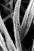 Ice on Grass by Barbara Hazen