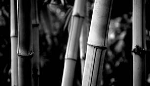 Bamboo by Kent Croy