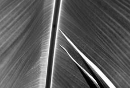 Banana Leaf by Kent Croy