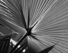 Fan Palm by Kent Croy