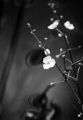 Flower by Kent Croy