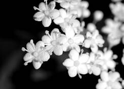 Morning Dew by Kent Croy