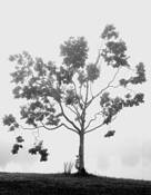 Tree by Kent Croy