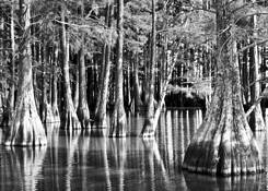 Ray Place Cypress by Luke Anthony NeSmith