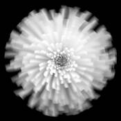 Chrysanthemum by Mary Woodman