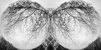 Enchanted Forest #2 by Mary Woodman