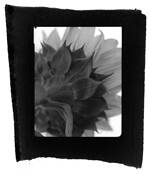 Sunflower by Brett Schenning