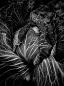 Cabbage by Heidi Egerman
