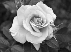 Rose Bloom by Cara Niazi