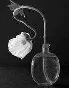 Poppie #10 by Chris Coffey