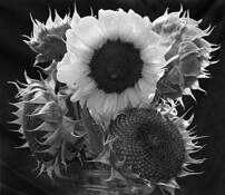 Sunflower #12 by Chris Coffey