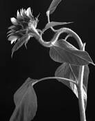 Sunflower #54 by Chris Coffey
