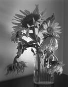Sunflower #6 by Chris Coffey