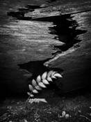 Broken Log by David Bardes
