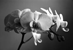 Orchids by Dean Forbes