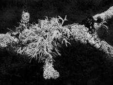 Lichen #1 by Don Jacobson