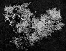 Lichen #2 by Don Jacobson