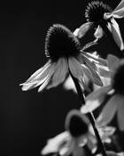 Echinacea by Benjamin M. Schaefer