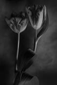 Untitled by Megan W. Delaney