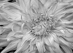 Dahlia 1 by Russ Martin