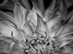 Flaming Dahlia Petals by Russ Martin