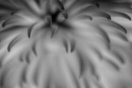 Spider Mum by Eduardo Fujii