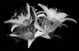 Biltmore Flowers by Edward Feldmann