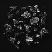 Still Life 2 by Edward Feldmann