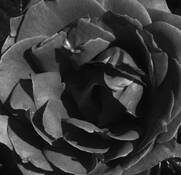 Rose#17 by Emory Winship