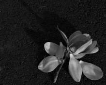 Shadow Tree #3 by Emory Winship