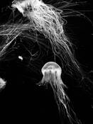 Jellyfish by Jeremey Dyches