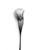 Fertile by Erlend B. Enger