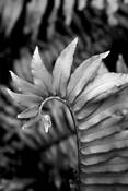 Fern Punk Swan by Fernando Perez-Font