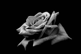 Rose 6 by Fernando Perez-Font