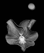 Night Bloom by Fred Zafran