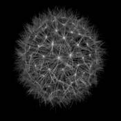 Dandelion Fireworks by Gary Regulski