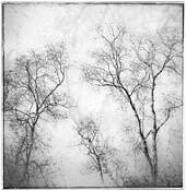 Winter Trees by Judy Yemma