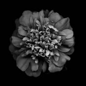 Marigold in Detail by Gary Regulski