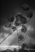 Seed Pods by Gregory Talley