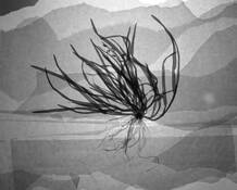 Weed by Gregory Talley
