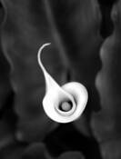 Calla Lily by Ian Danielson