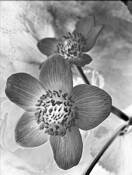 BW Marigold by Jan Wolyniak