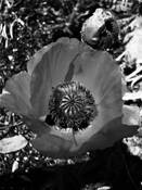 Poppies by Jan Wolyniak