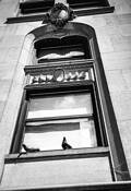 Pigeons of Detroit by Lora Grant